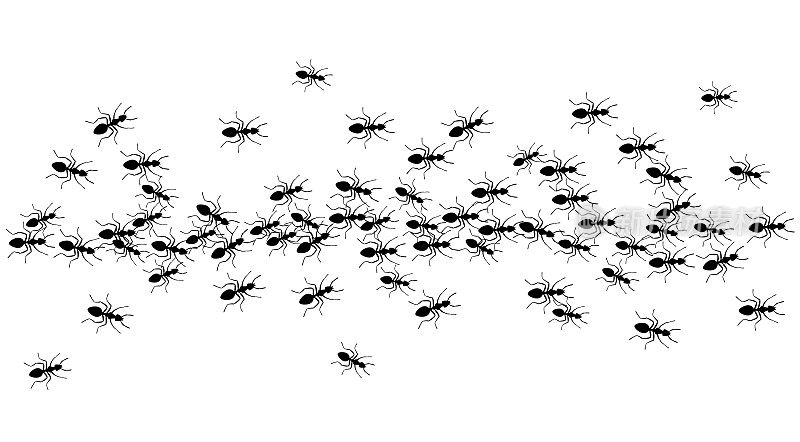 Ants trail, line of working ants on white background. Groups of insect marching or walking down the road. Insect colony, control disinfection, vector illustration